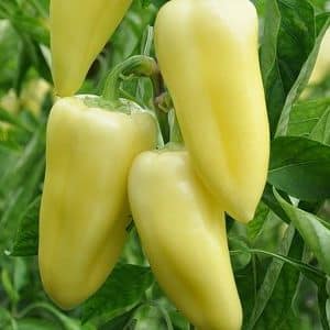 How to grow Snowfall sweet peppers on your own plot: step-by-step instructions and expert reviews