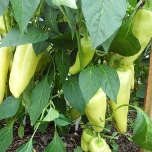 How to grow Snowfall sweet peppers on your own plot: step-by-step instructions and expert reviews