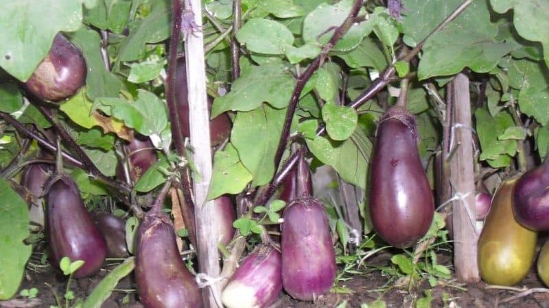 Waarom worden aubergines groen in plaats van blauw en hoe kan dit worden voorkomen?