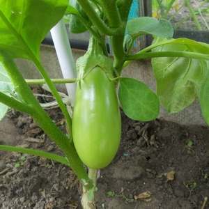 Why do eggplants turn green instead of blue and how can this be prevented?