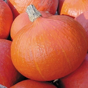 Why do farmers like the Orange Summer pumpkin so much: a hybrid that is easy to care for and indispensable in cooking