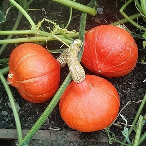 Por que os agricultores gostam tanto da abóbora Orange Summer: um híbrido fácil de cuidar e indispensável na culinária