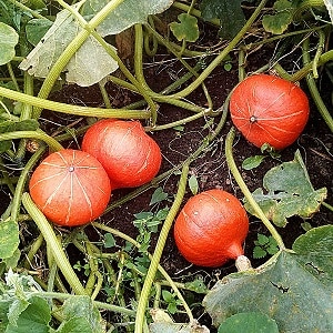 Why do farmers like the Orange Summer pumpkin so much: a hybrid that is easy to care for and indispensable in cooking