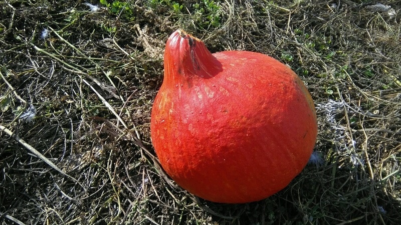 Warum Landwirte den Orange Summer-Kürbis so mögen: eine pflegeleichte und beim Kochen unverzichtbare Hybride