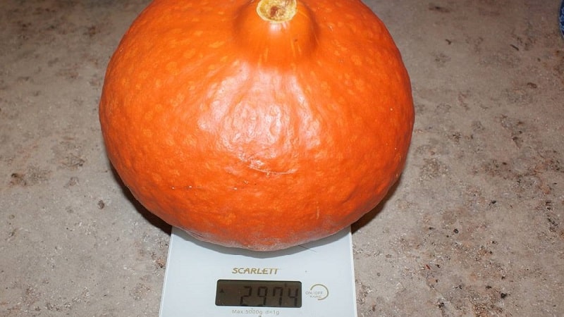 Why do farmers like the Orange Summer pumpkin so much: a hybrid that is easy to care for and indispensable in cooking