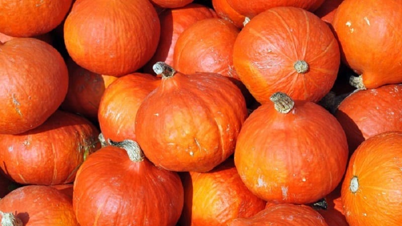 Perché piace così tanto ai coltivatori la zucca Orange Summer: un ibrido facile da curare e indispensabile in cucina