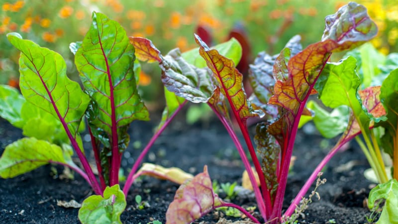 Why do beet leaves turn red and what to do about it?