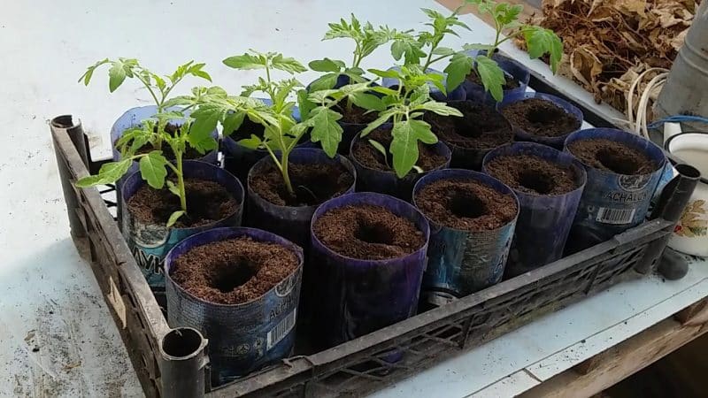 Correcting mistakes in growing tomatoes: why tomatoes don’t grow in a greenhouse and what to do about it