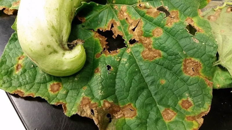 Pourquoi des taches de rouille apparaissent sur les feuilles de concombre et comment y faire face