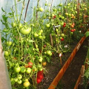 Por que os tomates racham quando amadurecem em uma estufa: identificamos a causa e a combatemos com eficácia