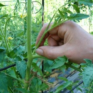 Por que os tomates racham quando amadurecem em uma estufa: identificamos a causa e a combatemos com eficácia