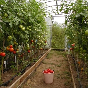 Perché i pomodori si spezzano durante la maturazione in serra: identifichiamo la causa e la combattiamo efficacemente