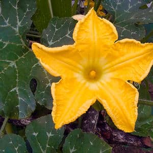 Waarom rot een pompoen in de tuin, wat te doen aan dit probleem en hoe je het voorkomen ervan kunt voorkomen