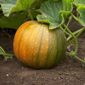 Why does a pumpkin rot in the garden, what to do about this problem and how to prevent its occurrence