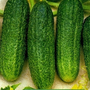 A gift from German breeders - Libella cucumbers (Libelle)