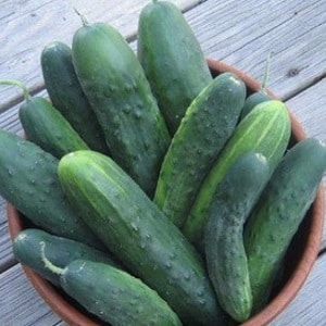 A gift from German breeders - Libella cucumbers (Libelle)