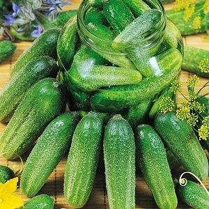 En gave fra tyske opdrættere - Libella cucumbers (Libelle)