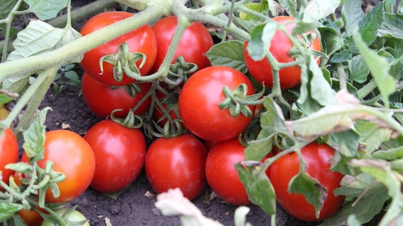 Un cadeau des éleveurs sibériens - la tomate Zemlyak : description de la variété et règles de culture