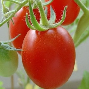 Un regalo de los criadores siberianos: el tomate Zemlyak: descripción de la variedad y reglas para cultivarlo