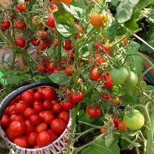 A gift from Siberian breeders - the Zemlyak tomato: description of the variety and rules for growing it