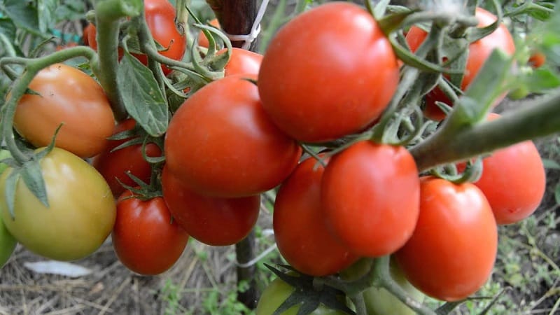 En gave fra sibirske oppdrettere - Zemlyak-tomaten: beskrivelse av sorten og regler for dyrking av den