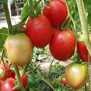 En gave fra sibirske oppdrettere - Zemlyak-tomaten: beskrivelse av sorten og regler for dyrking av den