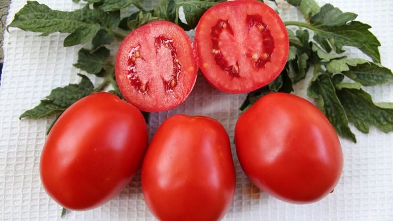 En gåva från sibiriska uppfödare - Zemlyak-tomaten: beskrivning av sorten och regler för att odla den