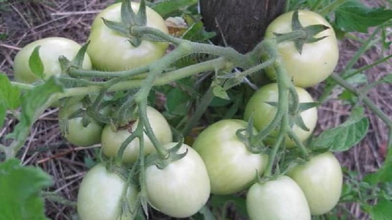 Hadiah dari penternak Siberia - tomato Zemlyak: penerangan tentang varieti dan peraturan untuk menanamnya