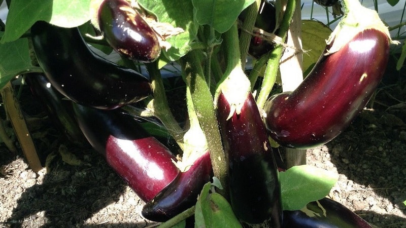 A gift from modern breeders - Fabina f1 eggplant with large fruits and impressive yield