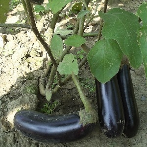 En gave fra moderne oppdrettere - Fabina f1 aubergine med store frukter og imponerende utbytte