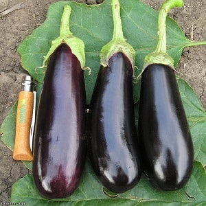 En gave fra moderne oppdrettere - Fabina f1 aubergine med store frukter og imponerende utbytte