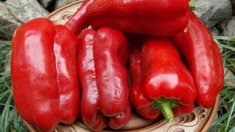 Een selectie van de beste soorten paprika's voor de volle grond