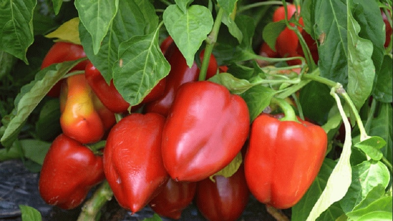 Ett urval av de bästa sorterna av paprika för öppen mark