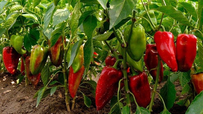 Ett urval av de bästa sorterna av paprika för öppen mark