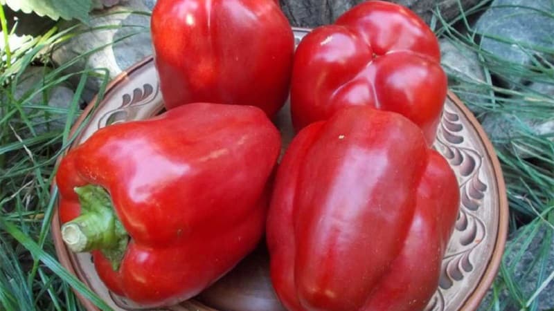 Ett urval av de bästa sorterna av paprika för öppen mark