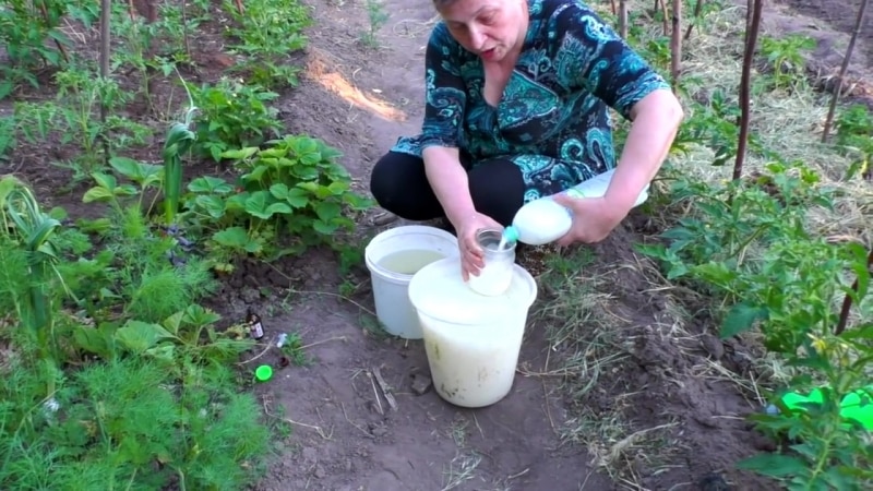 Alimentar tomates e pepinos com soro de leite: os benefícios do leite fermentado para obter uma colheita abundante