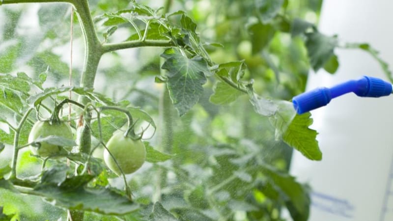 Nourrir les tomates et les concombres avec du lactosérum : les bienfaits du produit laitier fermenté pour obtenir une récolte abondante