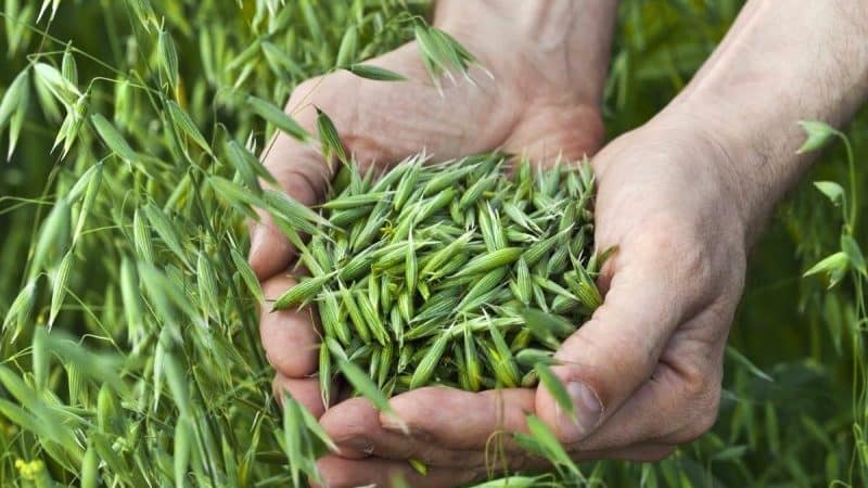 Propiedades beneficiosas de la avena para el estómago.