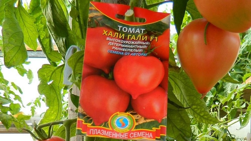 Obtenemos una cosecha récord con el tomate Hali gali: trucos para jardineros y reglas básicas para el cuidado de un híbrido