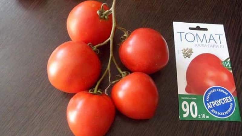 Mit der Hali-Gali-Tomate erzielen wir eine Rekordernte: Life-Hacks für Gärtner und Grundregeln für die Pflege einer Hybride