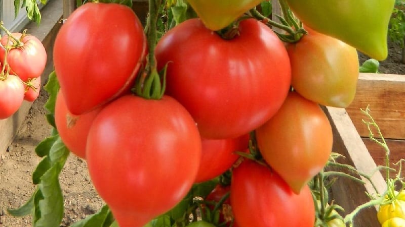 Aconseguim una collita rècord amb el tomàquet Hali gali: trucs de vida per als jardiners i normes bàsiques per tenir cura d'un híbrid