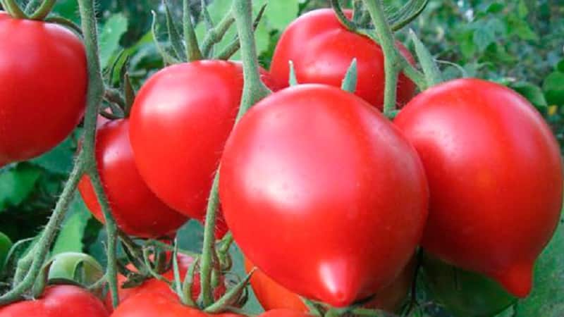 Vi får en rekordhøst med Hali gali-tomaten: life hacks for gartnere og grundlæggende regler for pleje af en hybrid