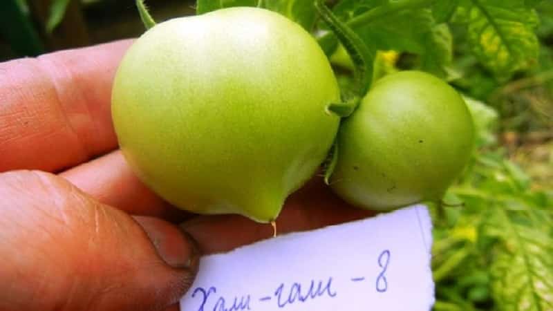 Otteniamo un raccolto record con il pomodoro Hali Gali: consigli per i giardinieri e regole di base per prendersi cura di un ibrido