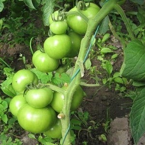 Otteniamo un raccolto record con il pomodoro Hali Gali: consigli per i giardinieri e regole di base per prendersi cura di un ibrido