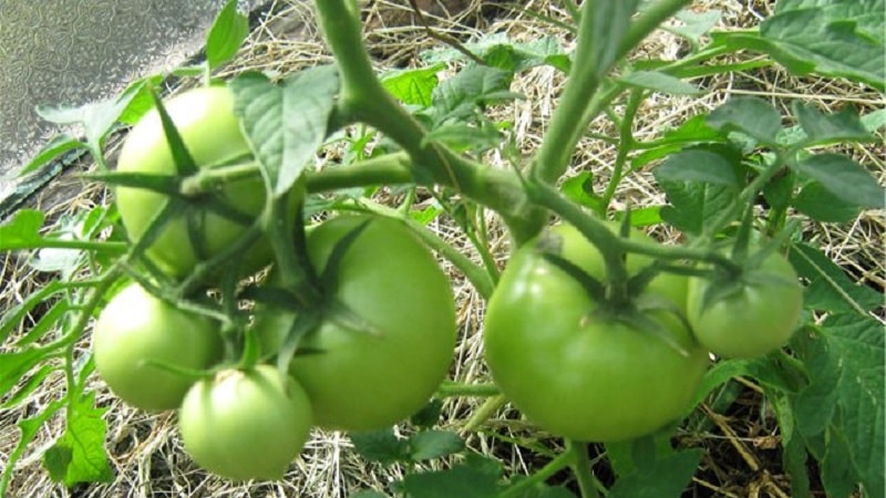 Aconseguim una collita rècord amb el tomàquet Hali gali: trucs de vida per als jardiners i normes bàsiques per tenir cura d'un híbrid