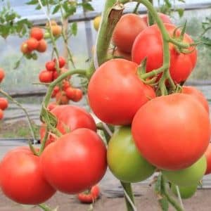 Wat je je misschien herinnert over Masterpiece-tomaten en hoe je een fatsoenlijke oogst kunt krijgen