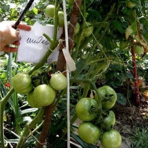 Ką galite prisiminti apie Masterpiece pomidorus ir kaip gauti tinkamą derlių