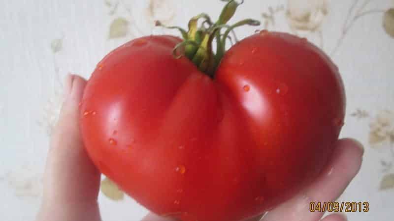 Ce dont vous vous souvenez peut-être des tomates Masterpiece et comment obtenir une récolte décente