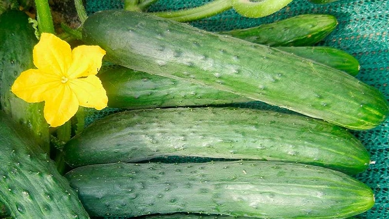 Ang pinakasikat na mga pipino ng Zozulya sa mga hardinero para sa mga greenhouse at bukas na lupa