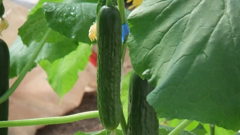 Ang pinakasikat na mga pipino ng Zozulya sa mga hardinero para sa mga greenhouse at bukas na lupa